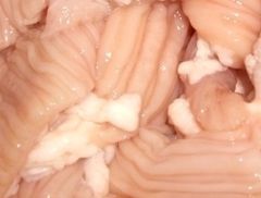「牛シマ腸 1.0kg」牛ホルモン 本格焼肉店 業務用 テッチャン 冷凍ホルモン