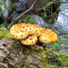 天然きのこ97　訳ありヌメリスギタケモドキ1kg