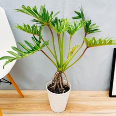 ［現品］5番　カシワバゴムの木　フィカス　リラータ　ストレート　8号　大型　室内 現品］63番 カシワバゴムの木 フィカス リラータ ストレート 8号