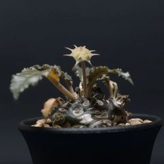 "Dorstenia crispa" ドルステニア クリスパ 管理2215