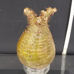 グラキリス ベアルート 春先取りセール