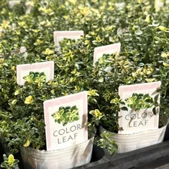 みぃみぃ様専用ページ