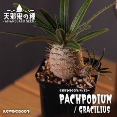 パキポディウムグラキリス実生 現品鉢ごと発送メルカリ便 パキポディウムグラキリス実生 現品鉢ごと発送メルカリ便 観葉植物