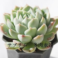 札付き コロラータ(堀川)×ナウアラ SSSさん苗 多肉植物 抜き苗 - メルカリ