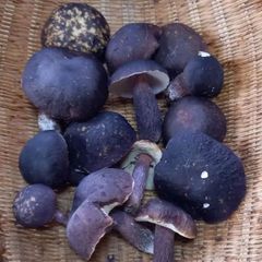 天然きのこ82　タマゴタケ、ムラサキヤマドリ1kg