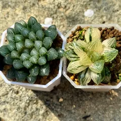 ハオルチア ショッキング紫オブツーサ錦① ハオルチア・紫オブツーサを植え替えたッ！！ | もすレコ。