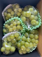 ご家庭用！山梨産シャインマスカット2.0キロ！