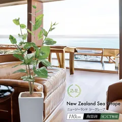 フェイクグリーン 観葉植物 大型 光触媒 造花 おしゃれ インテリア 人工 植物 北欧 西海岸 ct触媒 消臭 リアル / ニュージーランド シーグレープ 110cmのサムネイル