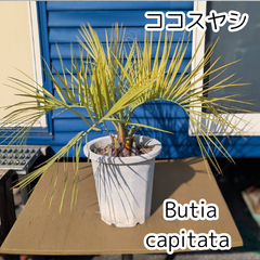 【鉢ごと発送】【10号鉢】ココスヤシ　2025.4.16Cc1   Butia capitata　(ヤタイヤシ)
