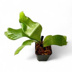 P.Hillii .Dragon OC⑥| ヒリー　ドラゴン　板付 ビカクシダ ヒリー TT1 板付 P.Hillii .Dragon OC⑥| ヒリー ドラゴン