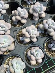 抜き苗 チーズ MY13×18株 ふっくら 多肉植物 エケベリア サボテン 韓国苗 新入荷