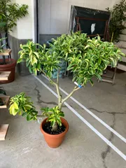 2025年最新】ファグラエアの人気アイテム - メルカリ