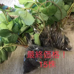 ★断捨離中✩ ★⭐︎レア⭐︎ピンク花　桜色　いちご苗　2苗　メルカリ便 桜の苗木 仙台しだれ桜 花木苗 4号/1個売り 花木 花木苗 花木