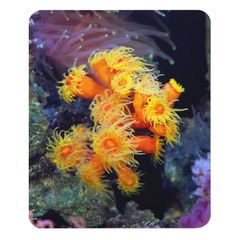 キサンゴの仲間のマウスパッド 2：フォトパッド（世界の海水魚シリーズ）