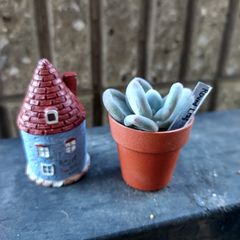 舞乙女♡抜き苗 - メルカリ