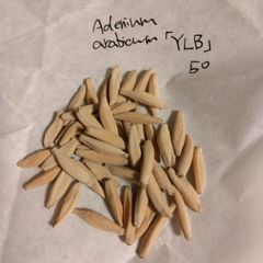 アデニウム・アラビクム「YLB」 種子50粒 Adenium arabicum 'Yak Lop Buri'
