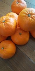 🍊🍊麗紅🍊🍊