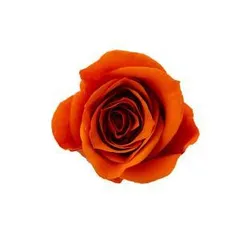 【新品・5営業日で発送】大地農園 EARTH MATTERS ローズ・ミミ バレンシアオレンジ (03840-363)