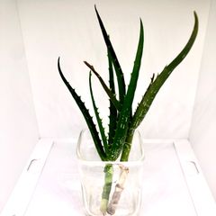 アロエ 品種不明　カット苗 2本
