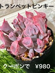 トランペットピンキー💖 多肉植物 多肉 エケベリア ピンク