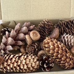 北海道産 モミの木 4種の実 フレッシュな枝と長い松ぼっくりの実 北海道産 モミの木 4種の実 フレッシュな枝と長い松ぼっくりの実