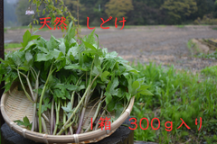天然　しどけ　300ｇ入り