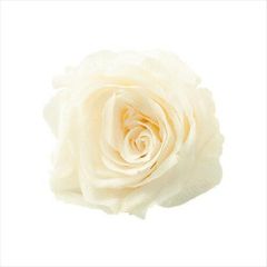 Item thumbnail for item 4f79a5e8-2cdc-4f48-a627-065c197517fc