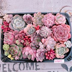 多肉植物 寄せ植えset♡11301