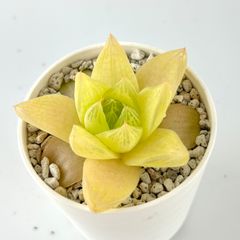 【多肉植物】ハオルチア・シンビフォルミス　キサンタゴールド  Haworthia cymbiformis 'Xantha Gold' 群生