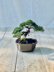 真柏　小品盆栽　ミニ盆栽　しんぱく