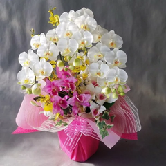 造花胡蝶蘭M＆カトレヤ-白黄 3F  高さ70cm×巾40cm 造花・光触媒コーティング