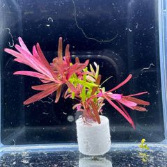ミックス ロタラ・ブラッドレッド ロタラ 水中葉 無農薬 ポーラスリング付きのサムネイル