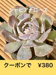 多肉植物  シャビアナローズ