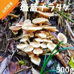天然 きのこ ナラタケ ならたけ 楢茸 もだし 国産 塩蔵 塩漬け 500g 山形県産 2024年産 令和6年産