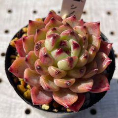 シノヒメ　多肉植物　エケベリア　韓国苗