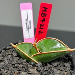 サンスベリア　バナナ　発根済