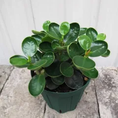 2025年最新】ガジュマルの人気アイテム - メルカリ