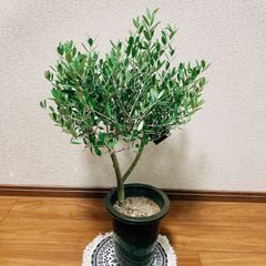［現品］オリーブネバディロブランコ　創樹　観葉植物　おしゃれ　プラ鉢　6号
