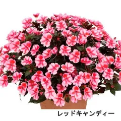 サカタのタネ サンパチェンス(R) レッドキャンディー(品種登録出願中) 10.5cm(個体おまかせ1ﾎﾟｯﾄ)　春・夏 花苗 花壇 育てやすい 初心者 赤色(192688)のサムネイル