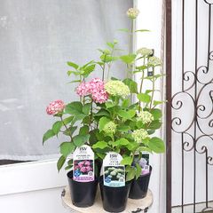 花苗 PW アジサイ アナベル ピンク ルビー ライム ジャンボ ベラアナ 3.5号 紫陽花 あじさい 育てやすい