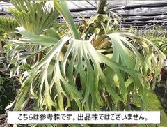 A35-9 ビカクシダ SS Foong