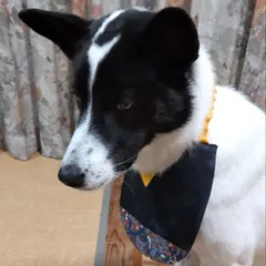 2025年最新】犬 袴 男の子の人気アイテム - メルカリ