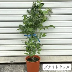 2025年最新】ブルーベリー苗木 ブライトウェルの人気アイテム