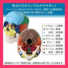 2025年最新】実物大 頭蓋骨模型の人気アイテム - メルカリ