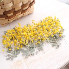 ミモザ 穂先20本＆葉10枚 セット ドライフラワー 国産 花材 素材 材料 レジン リース