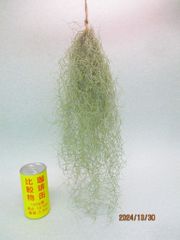 ウスネオイデス 全長：約35cm＊画像見本＊定形外郵便発送