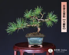 2025年最新】小品盆栽五葉松の人気アイテム - メルカリ