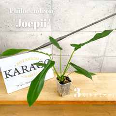 フィロデンドロン