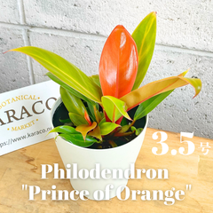 【観葉植物】フィロデンドロン プリンスオブオレンジ 3.5号 プラ鉢 投げ込み