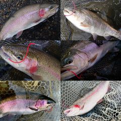 【らーてりっち】管釣り　エリアトラウト 海鱒スパイラルtrigger らーてりっち】管釣り エリアトラウト 海鱒スパイラルtrigger 管釣り
